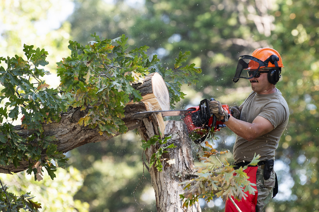 Helmeted sawyer cutting a downed hardwood limb into sections with a chainsaw