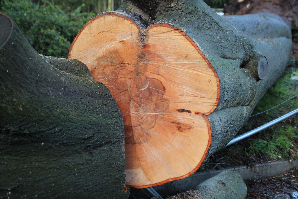 Freshly bucked trunk sections stacked on the ground after a removal