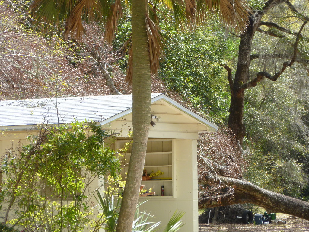 Storm-fallen tree resting on the roof of a single-story house