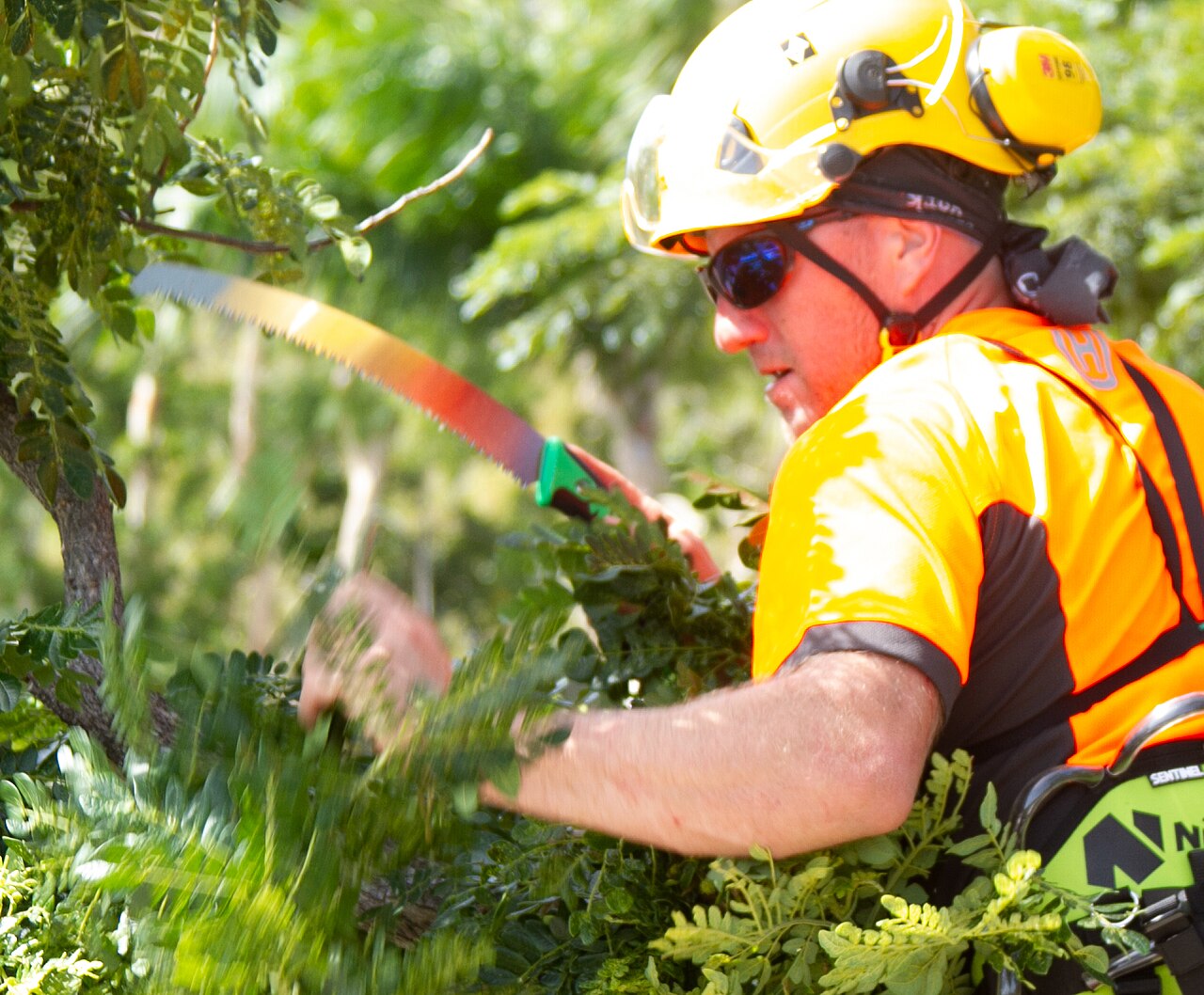 Helmeted arborist with a handsaw pruning inside a leafy crown